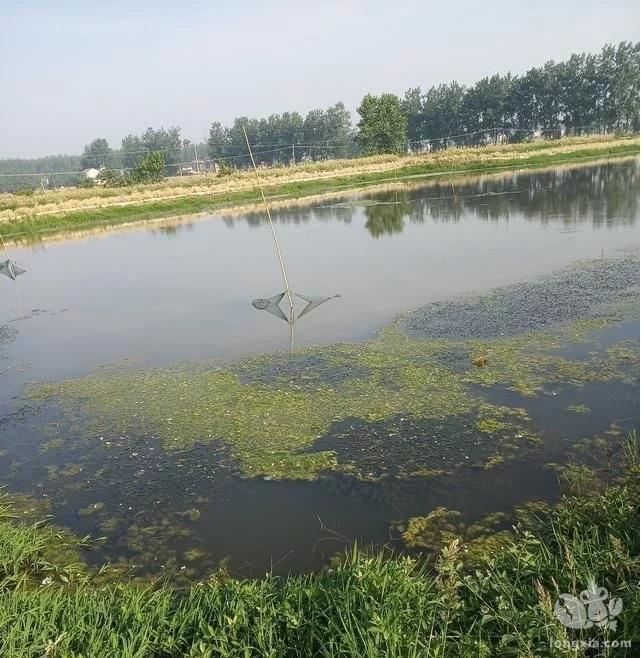 小米草有哪些优势能够让他成为水草新贵呢?