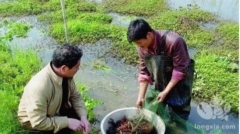 老司机透露池塘精养经验, 错开上市高峰稳赚钱