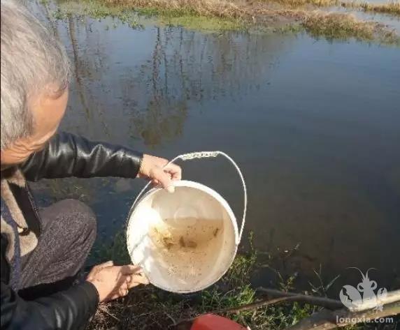 青苔‘克星’硅藻水如何培育