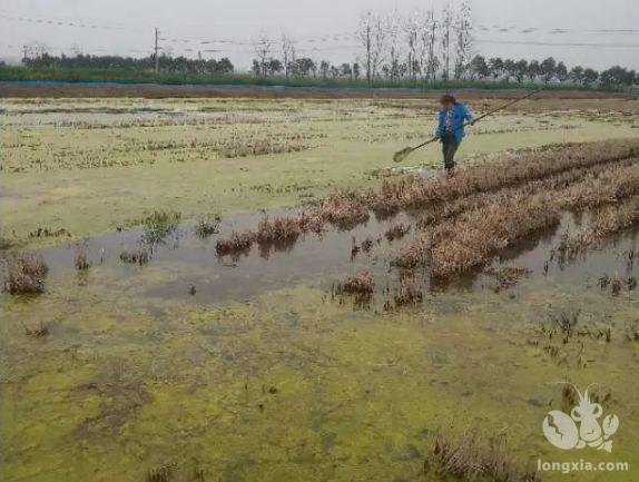 出现青苔后切忌用网打捞