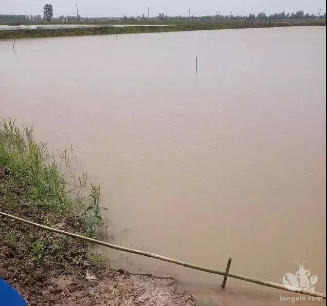 如何预防暴雨后龙虾大量死亡