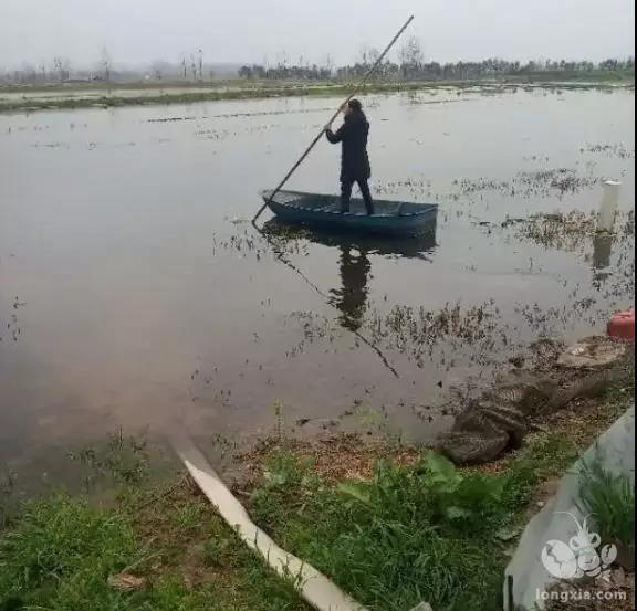 小龙虾频繁上草是在释放什么信号？