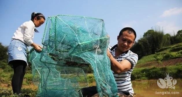 小龙虾池套养沙塘鳢效益高, 高产养殖管理技术介绍