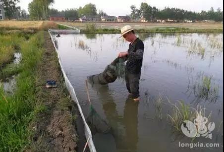 小龙虾养殖池塘深浅需注意！