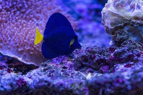 海水鱼和无脊椎动物水族箱的金科玉律