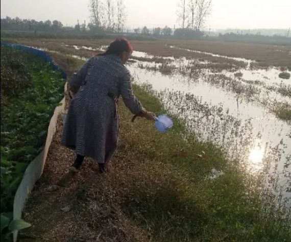 稻虾田水位降低的原因不止漏水一种原因，还有几点你不知道