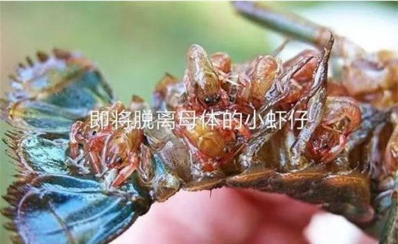 上水淹洞后如何给小龙虾补钙？为什么说低温给小龙虾补钙困难？