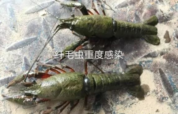 上水淹洞后如何给小龙虾补钙？为什么说低温给小龙虾补钙困难？