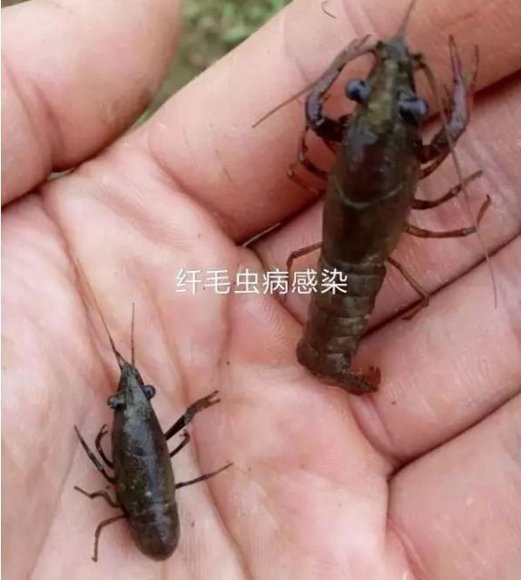 上水淹洞后如何给小龙虾补钙？为什么说低温给小龙虾补钙困难？