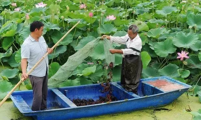 这些工作从四月就要做起来，才能防好龙虾养殖的黑色五月！