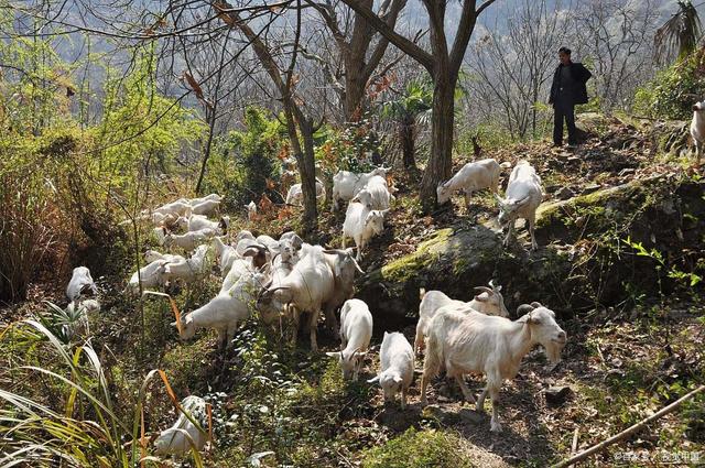 曾红极一时的“包山头”养殖，为何现在“销声匿迹”了？