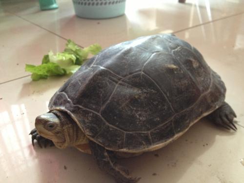 鳄龟吃什么 鳄龟饲料投喂需要注意的事项