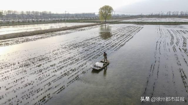 徐州这里养殖的龙虾，一列纵队能排到西安