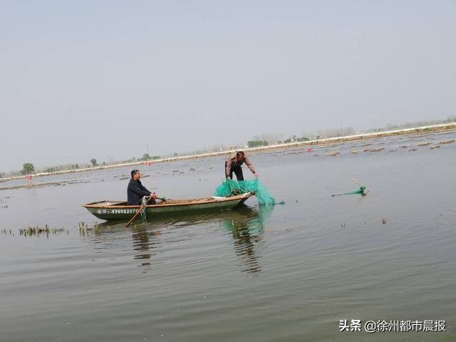 徐州这里养殖的龙虾，一列纵队能排到西安