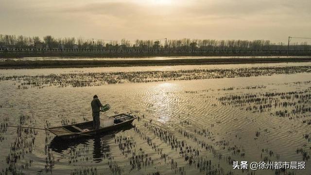 徐州这里养殖的龙虾，一列纵队能排到西安