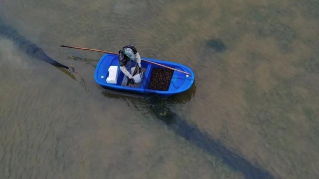 吃货们有福啦！巢湖“第一波”小龙虾抢鲜上市