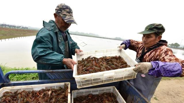 吃货们有福啦！巢湖“第一波”小龙虾抢鲜上市