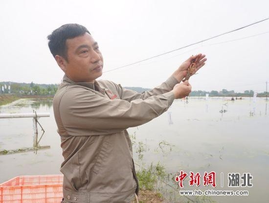 湖北小龙虾出鄂记：15小时从田间到上海门店