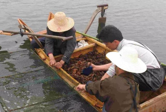 中国“小龙虾之乡”：年产量超过15万吨，当地打破一项世界纪录