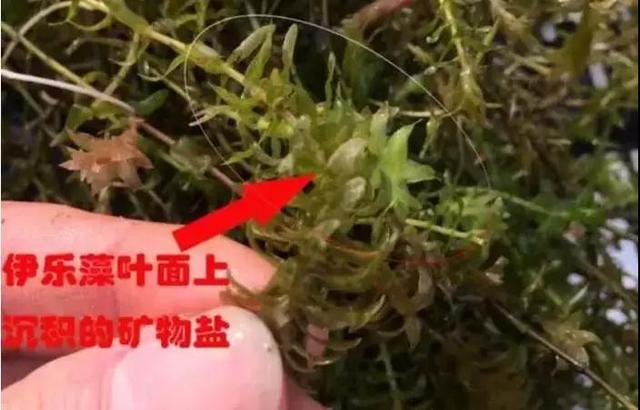 想赚取2019年小龙虾养殖的第一桶金，你知道应该把握住什么吗？