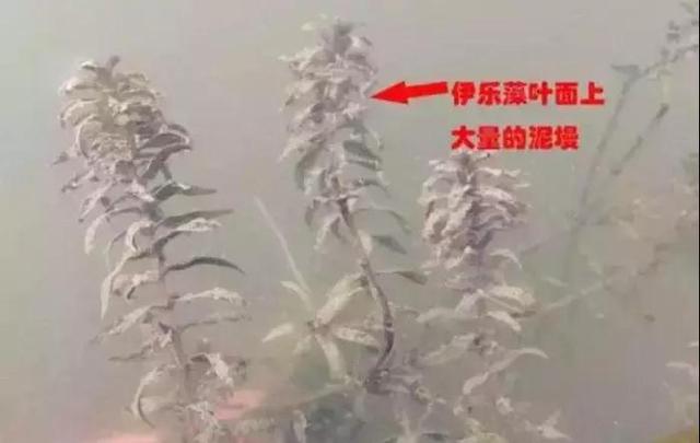 想赚取2019年小龙虾养殖的第一桶金，你知道应该把握住什么吗？