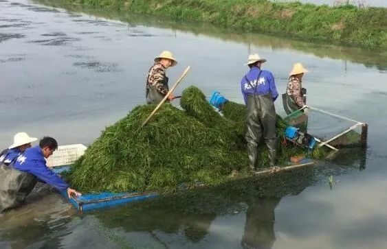 小龙虾价格30元/斤，今年小龙虾养殖户能赚钱吗？