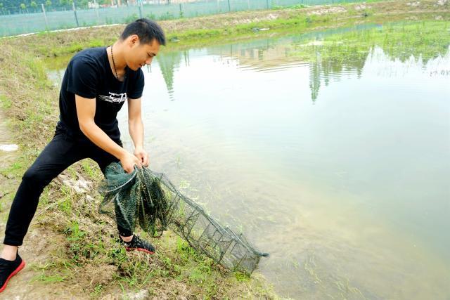 我在湖北做“鱼塘主”一天拉万斤小龙虾：早上在田里，晚上在餐桌