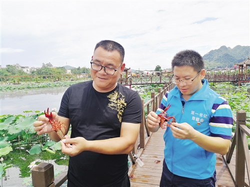 从湖北到上林，跨越千里的小龙虾致富路