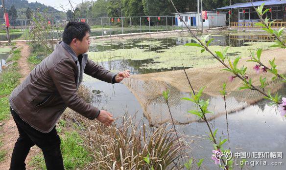 四川资阳：1000多亩地，“所到之处，皆是龙虾”