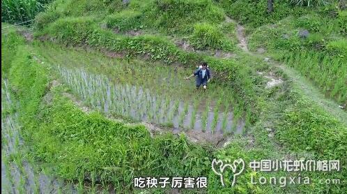 湖南省益阳市赫山区:发展稻虾轮作 带动一方致富