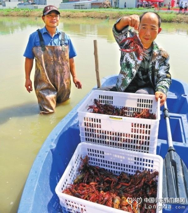 河南南阳桐柏县：5000人的小龙虾，口袋鼓鼓2个亿！