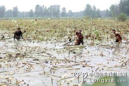 “应城虾王”：龙虾养殖大户，冬季育虾技术领军人