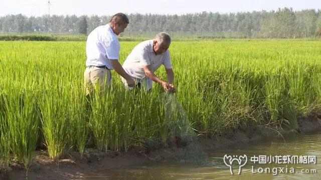 一心还想靠养小龙虾致富? 首先你得明白这两点！