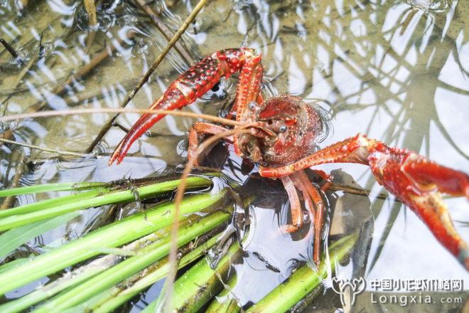 一心还想靠养小龙虾致富? 首先你得明白这两点！