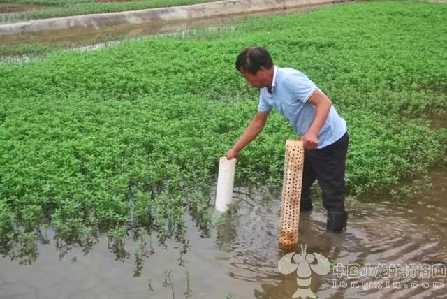 小龙虾人人都能养？并不是所有地方都可以养殖