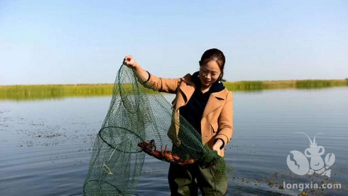 情系新疆，女职工将小龙虾带来新疆“安家落户”！