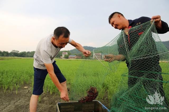 2019年小龙虾要破产的传闻究竟是真是假？