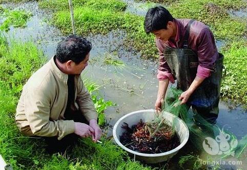 淡水小龙虾容易养吗？现在想入行难不难？