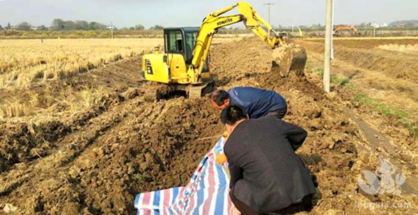 安徽芜湖“稻虾共生”项目二期工程建设正酣