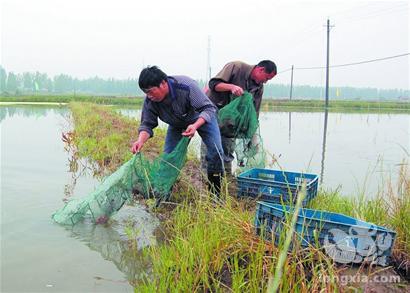 中国的环境还能承受养虾业的发展吗？