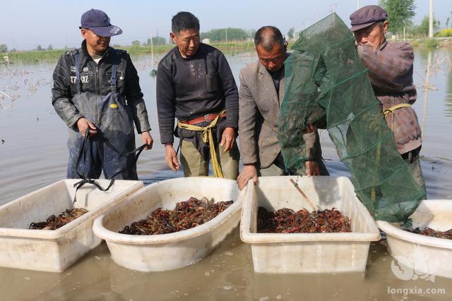 江西上饶市：稻虾养殖产业开工典礼顺利进行