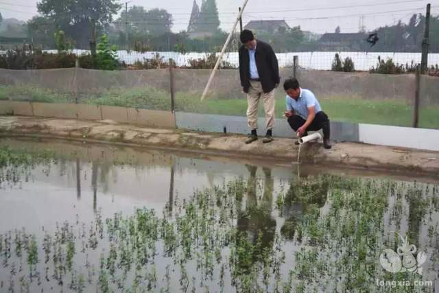 安徽定远县：持续推进“稻虾共作”示范基地的建设