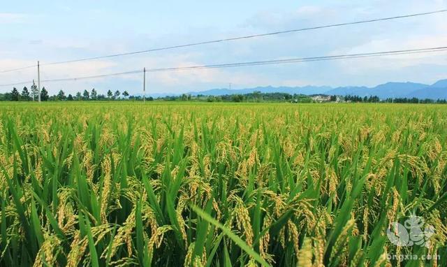 2019年5-6月份小龙虾行情还会艰难