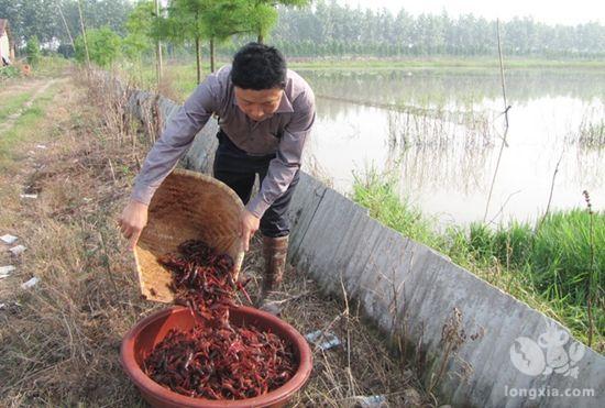 邓家埠水稻原种场参加鹰潭市稻虾综合种养培训班及小龙虾产业协会成立仪式！