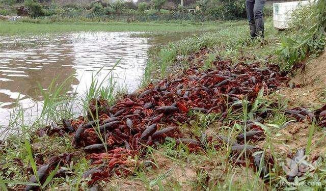 永定大溪：养大“扶贫虾”，引领脱贫路