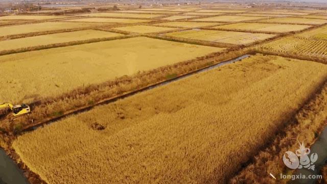 虾稻连作，一水两用，这种新型种养模式改变了农田