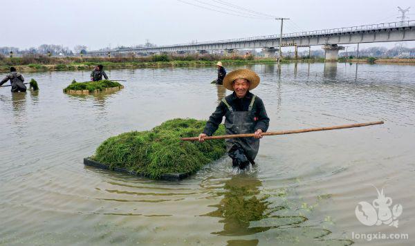 庐江：万亩虾田春种忙“一水双收”富水乡