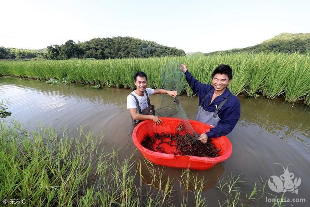 湖南省益阳市南县：飞腾稻虾专业合作社致富不忘扶贫