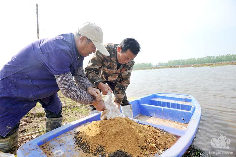 稻虾养殖基地的建立壮大了村集体经济