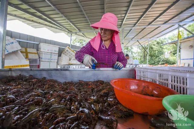 农贸市场悄然开卖小龙虾餐馆猛做促销 今年第一顿小龙虾安排上了吗？